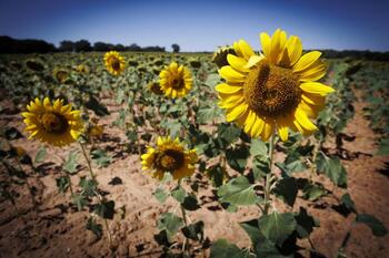 El girasol se afianza en Burgos y es líder en Castilla y León