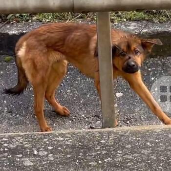 Prisión para los dueños de un perro por maltrato en Burgos