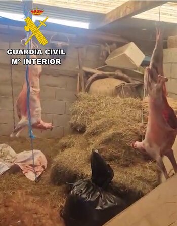Localizados tres mataderos ilegales de corderos en Merindades