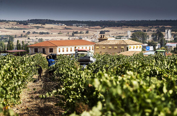 5.000 hectáreas más de viñedo en 10 años
