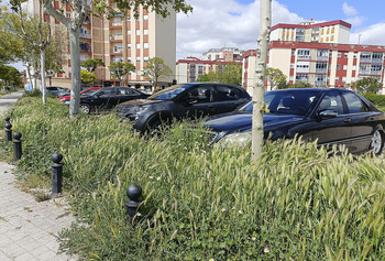 Doblan turnos para cortar la maleza salvaje en Aranda