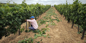Los viticultores cruzan los dedos por el estado de los racimos