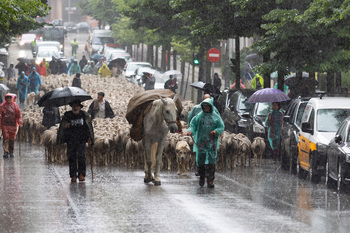 Las ovejas trashumantes vuelven a atravesar Soria