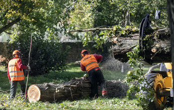 Ultiman la tala en el Parral para dar paso a la plantación