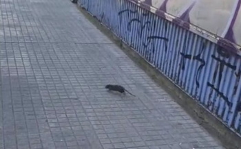 El problema de las ratas se extiende por la ciudad