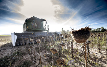 Burgos suma el girasol a su liderazgo en el cereal