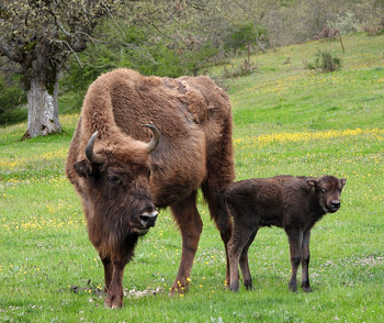 Muere la primera bisonte nacida en Paleolítico Vivo por la EHE