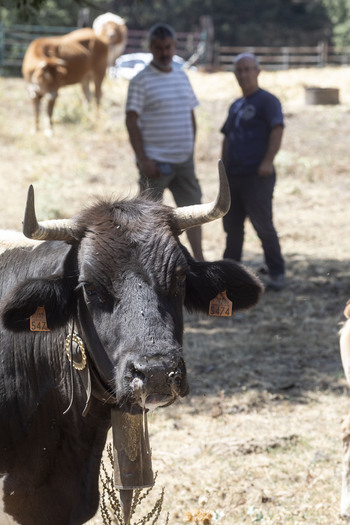 La fiebre hemorrágica coloniza Pinares