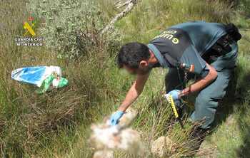 Dos investigados por la muerte violenta de 2 perros en Zamora