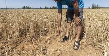 La plaga de topillos causa 6 contagios de tularemia en Burgos