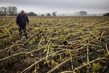 La producción de girasol baja mientras repunta el precio