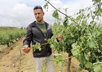 El granizo golpea 500 hectáreas de viñedo en La Horra