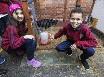 Operación Gallina Negra