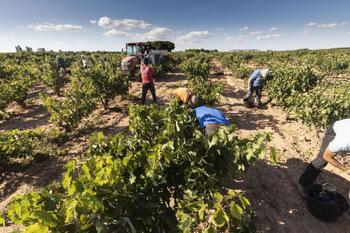 La vendimia ya coge ritmo en la Ribera por temor a la botrytis