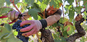 El 40% de las bodegas con más facturación se sitúan en Pedrosa