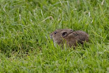 La tularemia no cesa en Burgos y cada semana se suma un caso