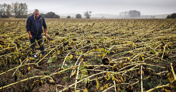 Campos arrasados, cortes de luz y docenas de emergencias