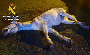 Investigan al dueño de un caballo que agonizaba en Merindades