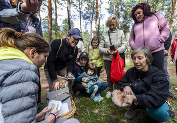 Cátedra de setas bajo el bosque de Pinares