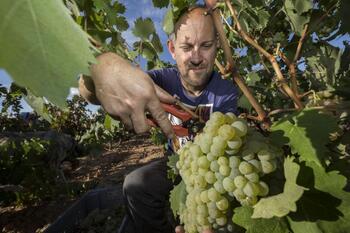 Ribera apuesta ya en serio por los blancos de uva albillo