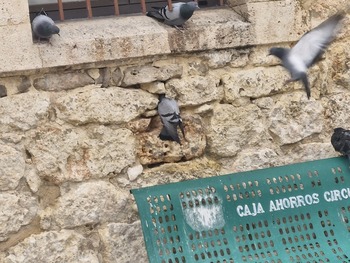 Las palomas se adueñan del centro municipal de Villatoro