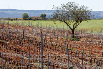 El viñedo en la Ribera se dispara: 50.000 euros por hectárea