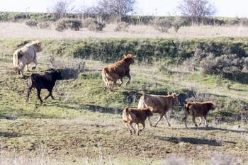 Las vacas de Iglesiapinta estrenan pastos