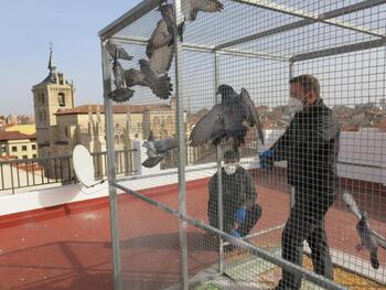 El control de palomas en Aranda supera las 12.000 capturas