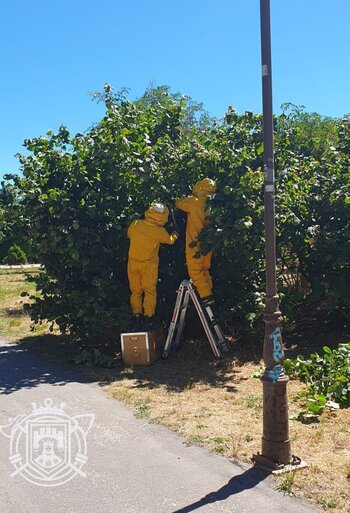 Los bomberos retiran un nido de avispa asiática en La Quinta