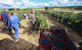 Menor producción pero gran calidad en la DO Arlanza