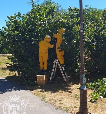 Los bomberos retiran un nido de avispa asiática en La Quinta