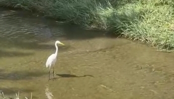 Una majestuosa garza 'desfila' por el río Vena