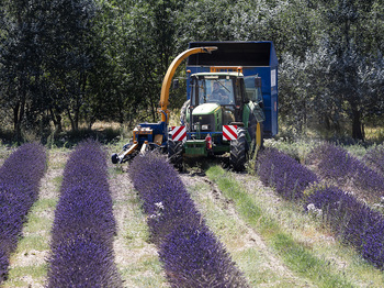 La lavanda en Burgos, 500 hectáreas y a salvo de la plaga