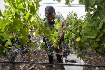 Las bodegas refuerzan sus plantillas para una vendimia tardía