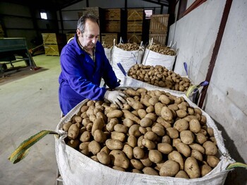 El cultivo de patata se desploma