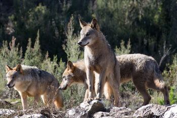 La UE, más cerca de rebajar el estatus de protección del lobo