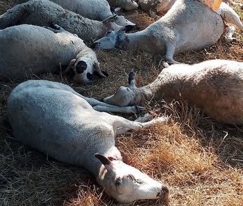 El lobo aniquila un corral doméstico en el norte de Burgos