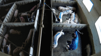 Admiten la denuncia por maltrato animal de la granja de Arauzo