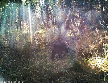 El vídeo del oso es real: merodeó a 25 kilómetros de Burgos