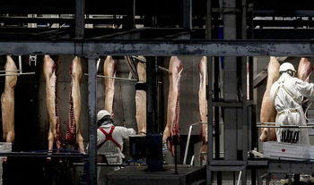 El pulso chino amenaza a la industria y las granjas de porcino