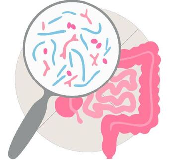 Los mitos sobre la microbiota