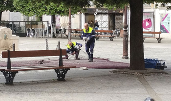 Medio Ambiente adquiere una carabina para eliminar palomas