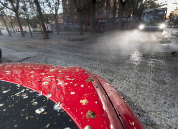 Los estorninos llenan de excrementos paseos y coches