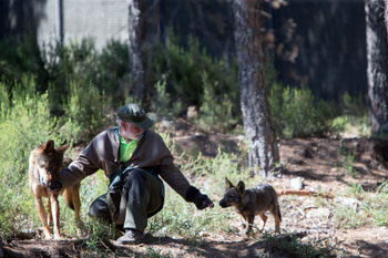 Marcan con GPS un centenar de lobos para conocer sus hábitos