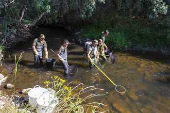 La Junta rescata peces en pozas aisladas en el río Tera