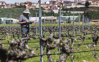 El viñedo recibe 45 millones desde 2016 por hielo y pedrisco