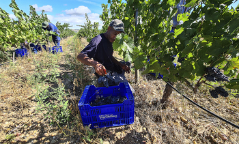 Primeros viajes de la cepa a la bodega