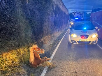 Un poni queda atrapado en una arqueta en Miranda