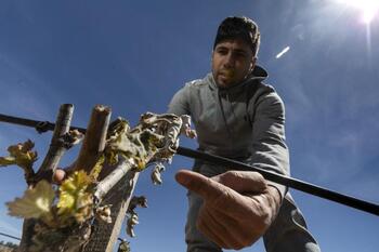 Al menos 3.000 parcelas de la Ribera sufren daños por el hielo