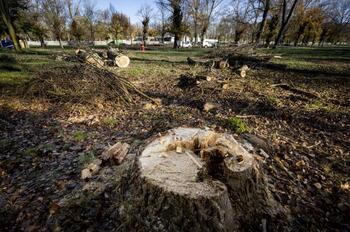 Preocupación por la tala de decenas de árboles en El Parral